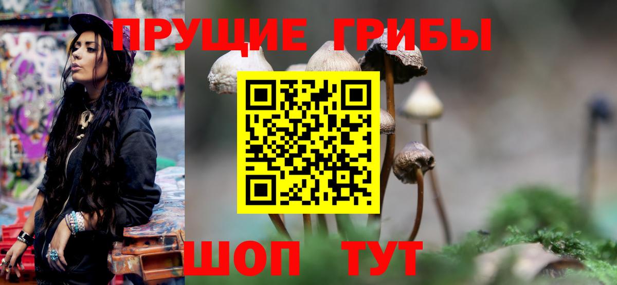 Псилоцибиновые грибы Psilocybe Стерлитамак